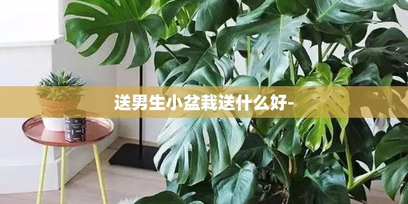 送男生小盆栽送什么好-