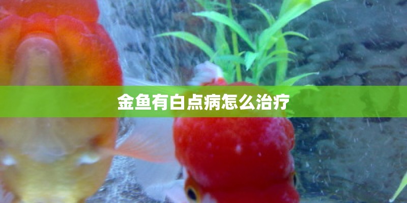 金鱼有白点病怎么治疗