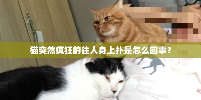 猫突然疯狂的往人身上扑是怎么回事？