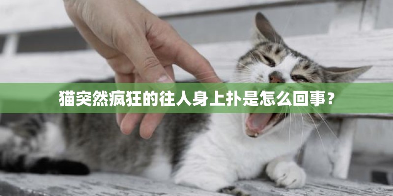 猫突然疯狂的往人身上扑是怎么回事？