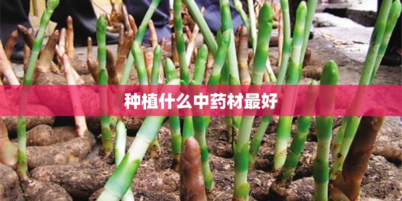 种植什么中药材最好
