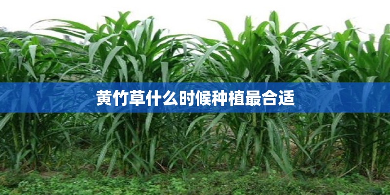 黄竹草什么时候种植最合适