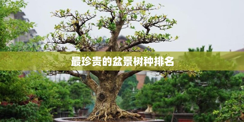 最珍贵的盆景树种排名