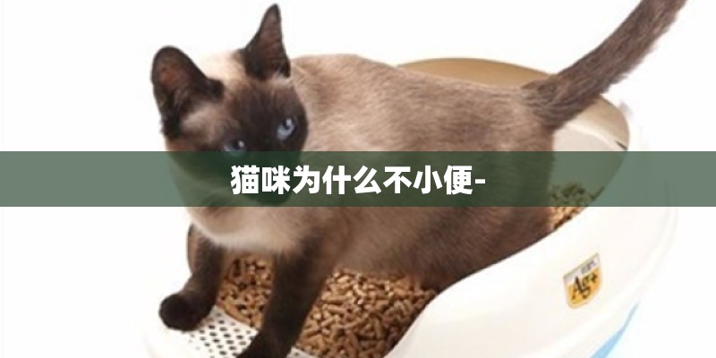 蝴蝶鲤怎么分辨公母