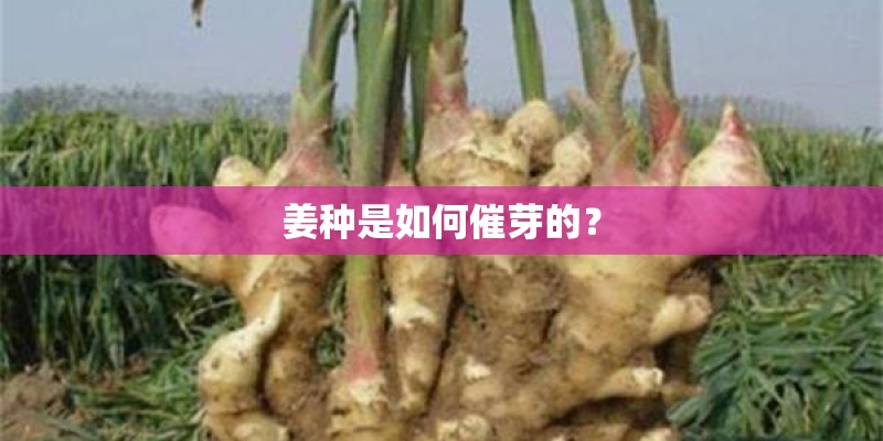 姜种是如何催芽的？
