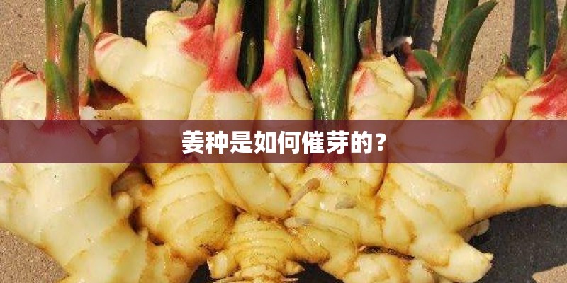 姜种是如何催芽的？