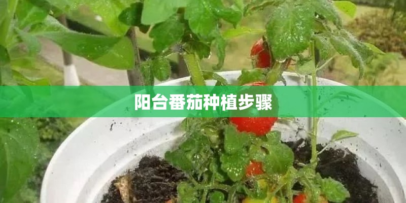 阳台番茄种植步骤