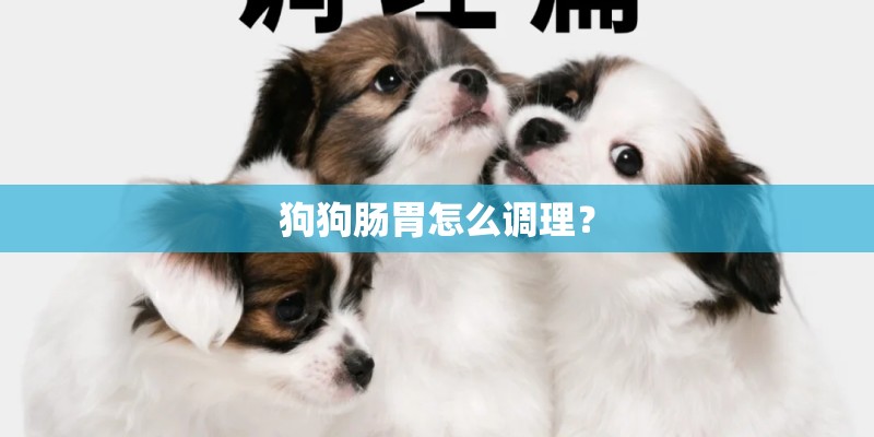 狗狗肠胃怎么调理？