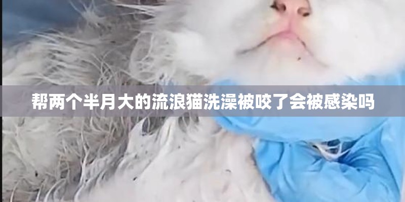 帮两个半月大的流浪猫洗澡被咬了会被感染吗
