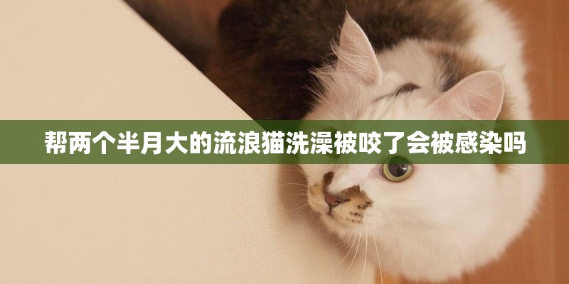 帮两个半月大的流浪猫洗澡被咬了会被感染吗