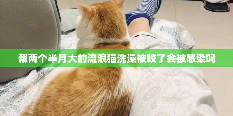 帮两个半月大的流浪猫洗澡被咬了会被感染吗
