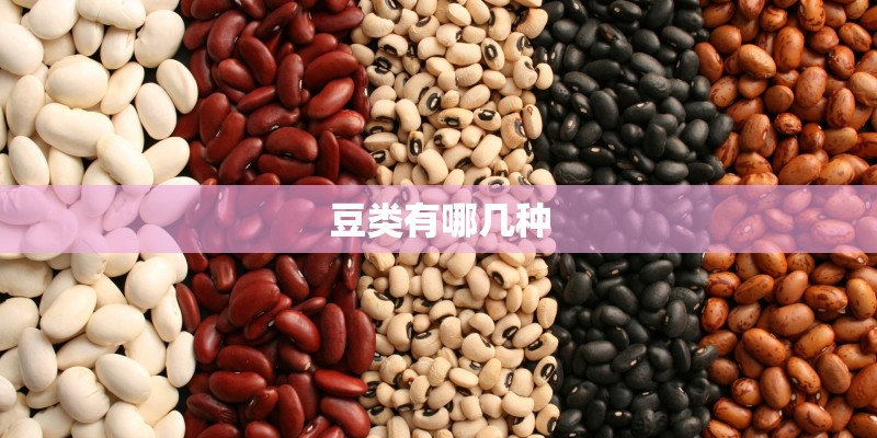 豆类有哪几种