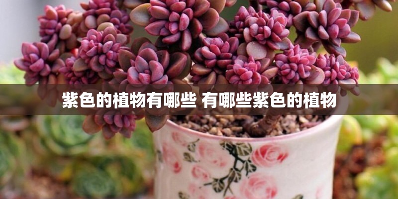 紫色的植物有哪些 有哪些紫色的植物