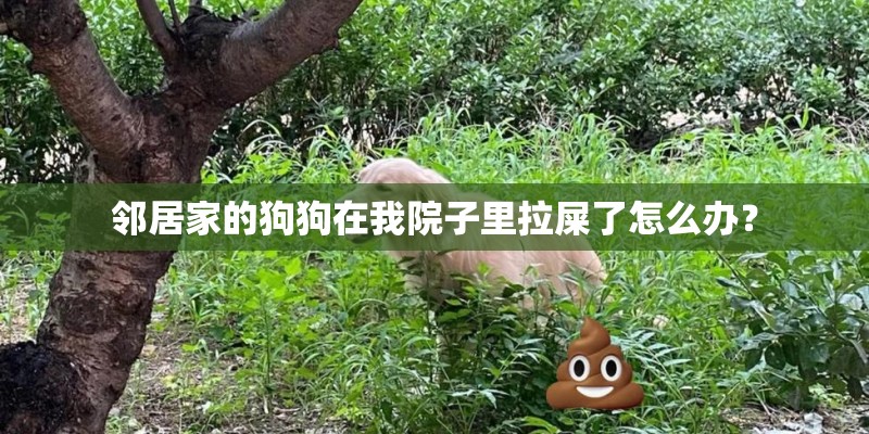 邻居家的狗狗在我院子里拉屎了怎么办？