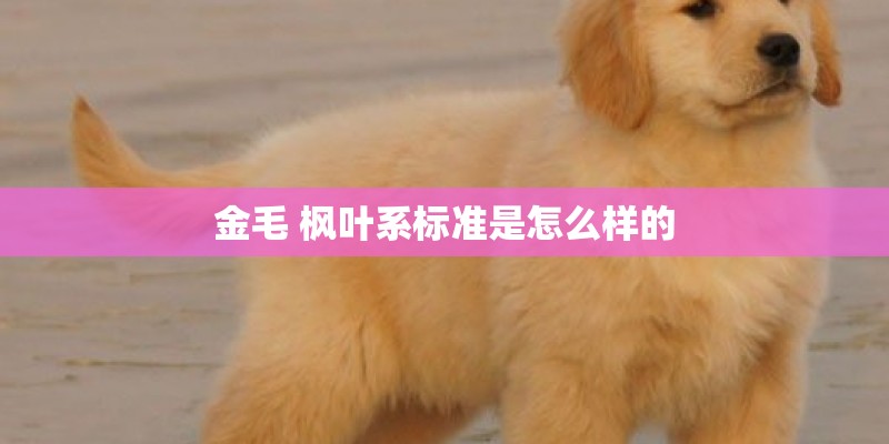 金毛 枫叶系标准是怎么样的