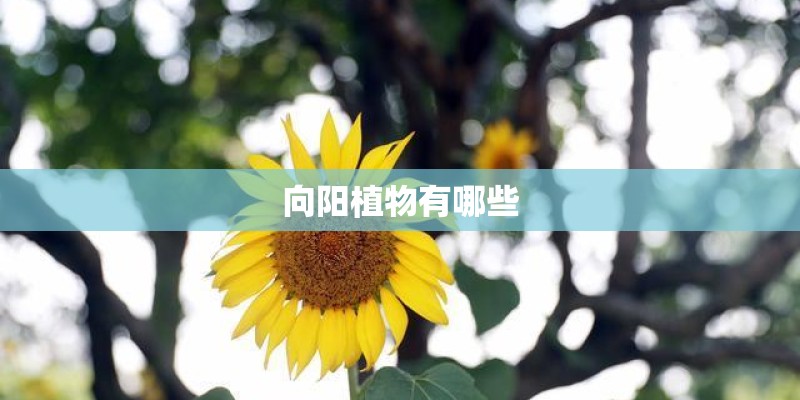 向阳植物有哪些