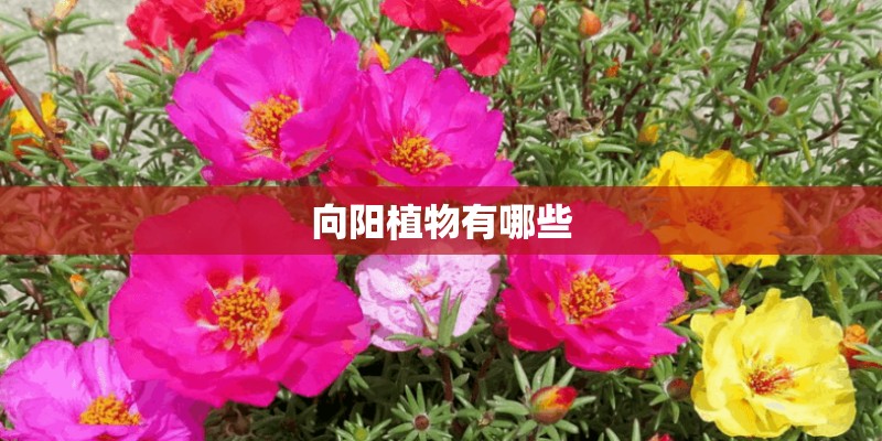 向阳植物有哪些