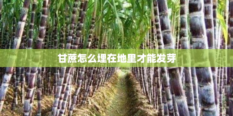 甘蔗怎么埋在地里才能发芽
