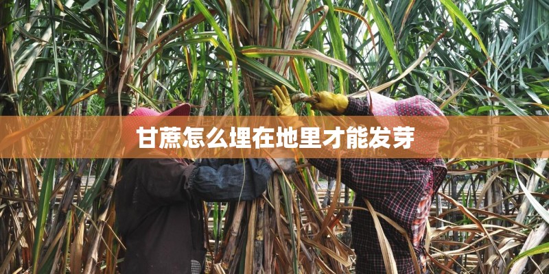 甘蔗怎么埋在地里才能发芽