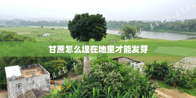 甘蔗怎么埋在地里才能发芽