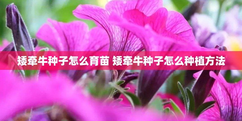 矮牵牛种子怎么育苗 矮牵牛种子怎么种植方法
