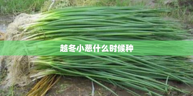 越冬小葱什么时候种