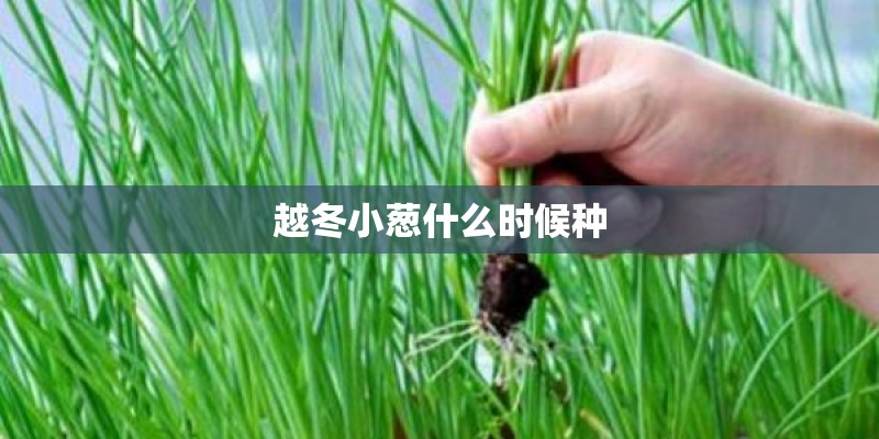 越冬小葱什么时候种