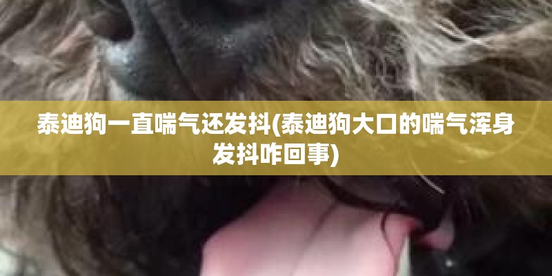 泰迪狗一直喘气还发抖(泰迪狗大口的喘气浑身发抖咋回事)