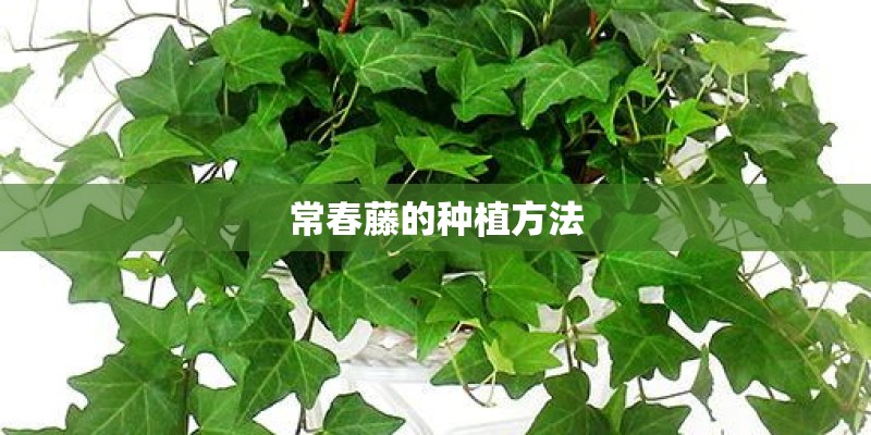 常春藤的种植方法