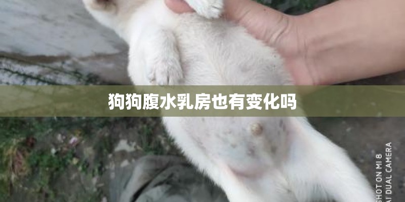 狗狗腹水乳房也有变化吗