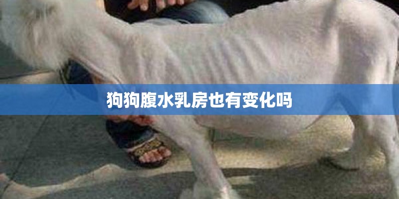 狗狗腹水乳房也有变化吗