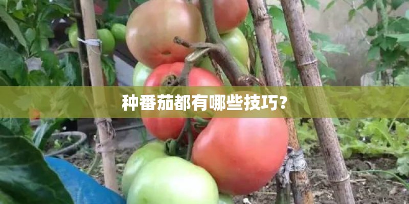 种番茄都有哪些技巧？