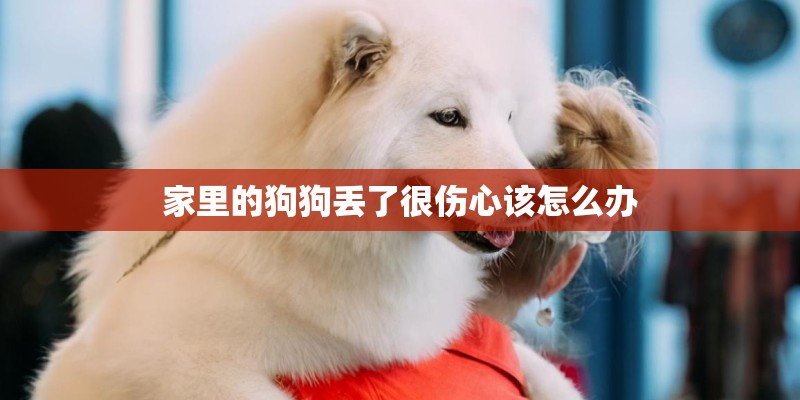 家里的狗狗丢了很伤心该怎么办