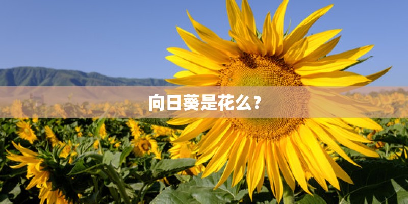 向日葵是花么？