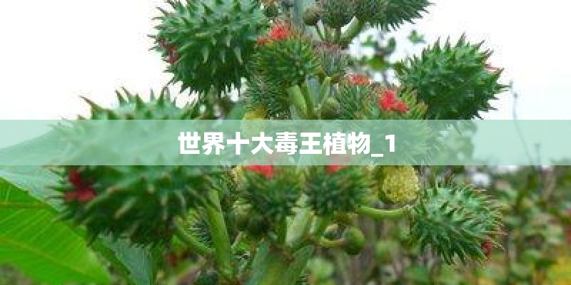 世界十大毒王植物_1