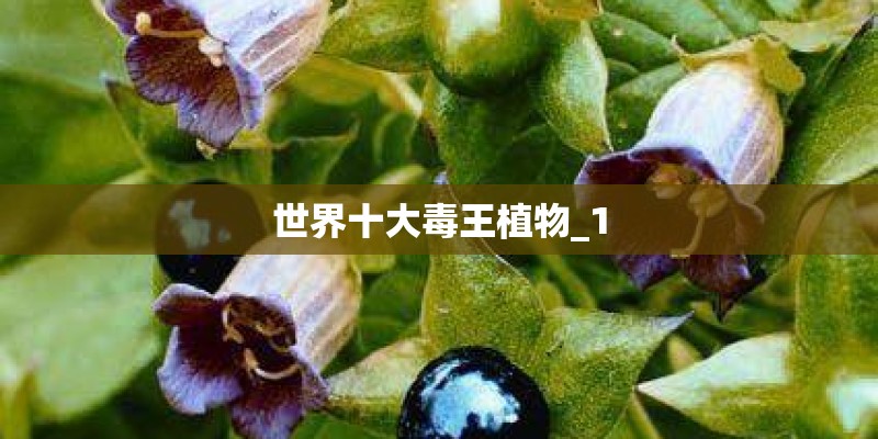 世界十大毒王植物_1