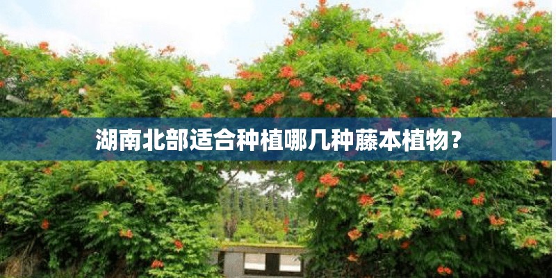 湖南北部适合种植哪几种藤本植物？