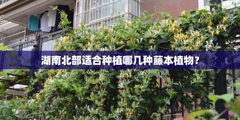湖南北部适合种植哪几种藤本植物？