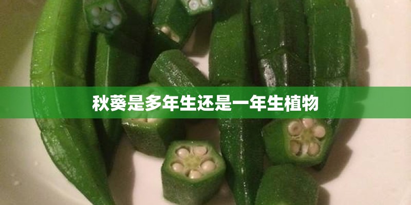 秋葵是多年生还是一年生植物