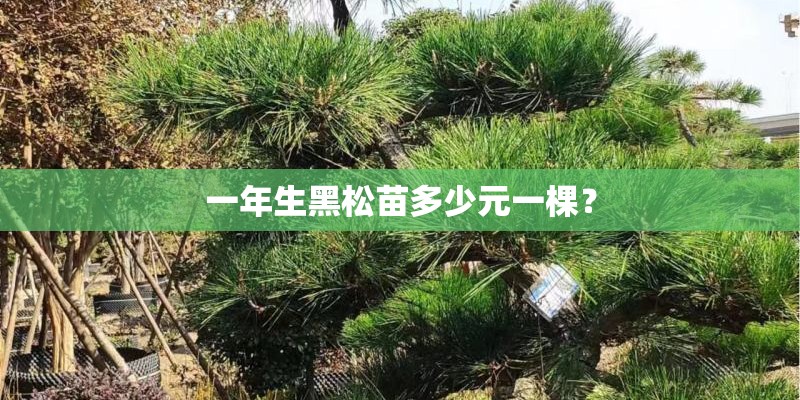 一年生黑松苗多少元一棵？