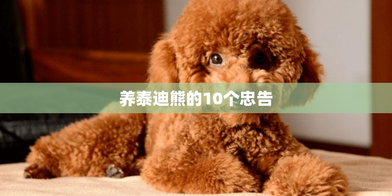 养泰迪熊的10个忠告