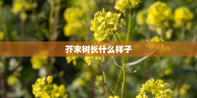芥末树长什么样子
