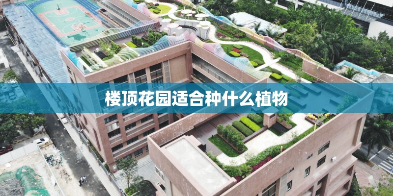 楼顶花园适合种什么植物