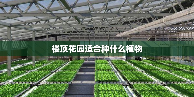 楼顶花园适合种什么植物