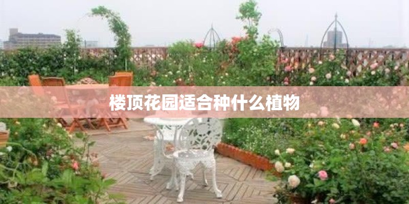 楼顶花园适合种什么植物