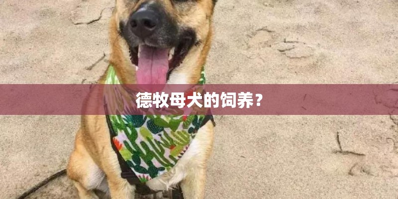 德牧母犬的饲养？