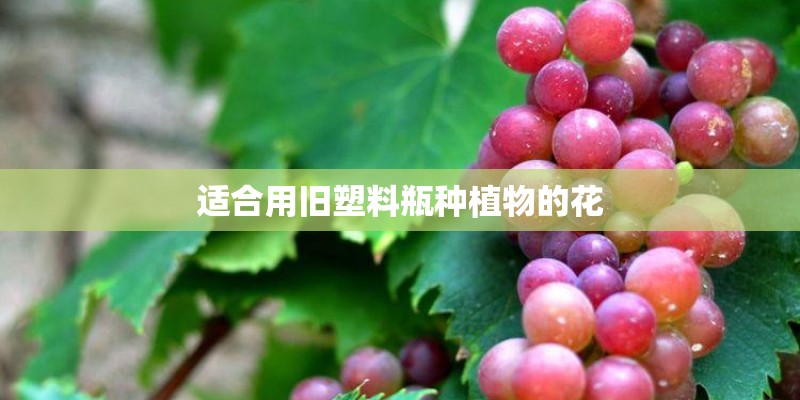 适合用旧塑料瓶种植物的花