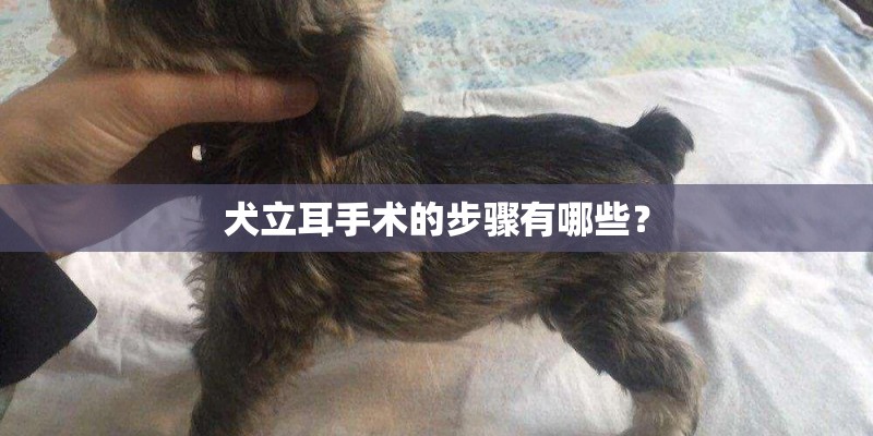 犬立耳手术的步骤有哪些？