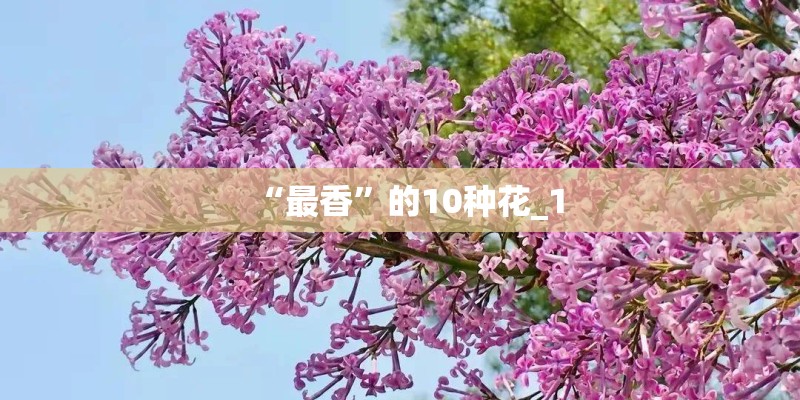 “最香”的10种花_1