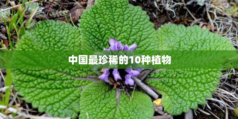中国最珍稀的10种植物